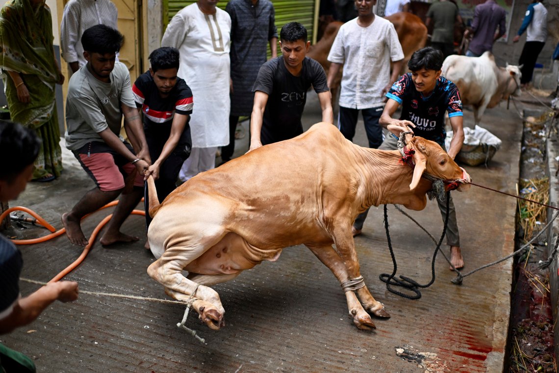 Devotees tether a cow to be sacrificed during the Muslim festival of Eid al-Adha in Dhaka, Bangladesh, Saturday, June 7, 2025. (AP Photo/Mahmud Hossain Opu) Devotees tether a cow to be sacrificed during the Muslim festival of Eid al-Adha in Dhaka, Bangladesh, Saturday, June 7, 2025. (AP Photo/Mahmud Hossain Opu)