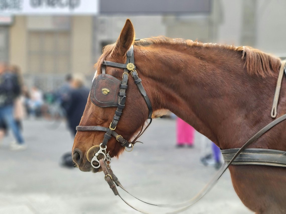 Det virker som et er mange i Norge, spesielt i de styrende myndighetene, som har skylapper på seg døgnet rundt. Foto: Pexels Det virker som et er mange i Norge, spesielt i de styrende myndighetene, som har skylapper på seg døgnet rundt. Foto: Pexels