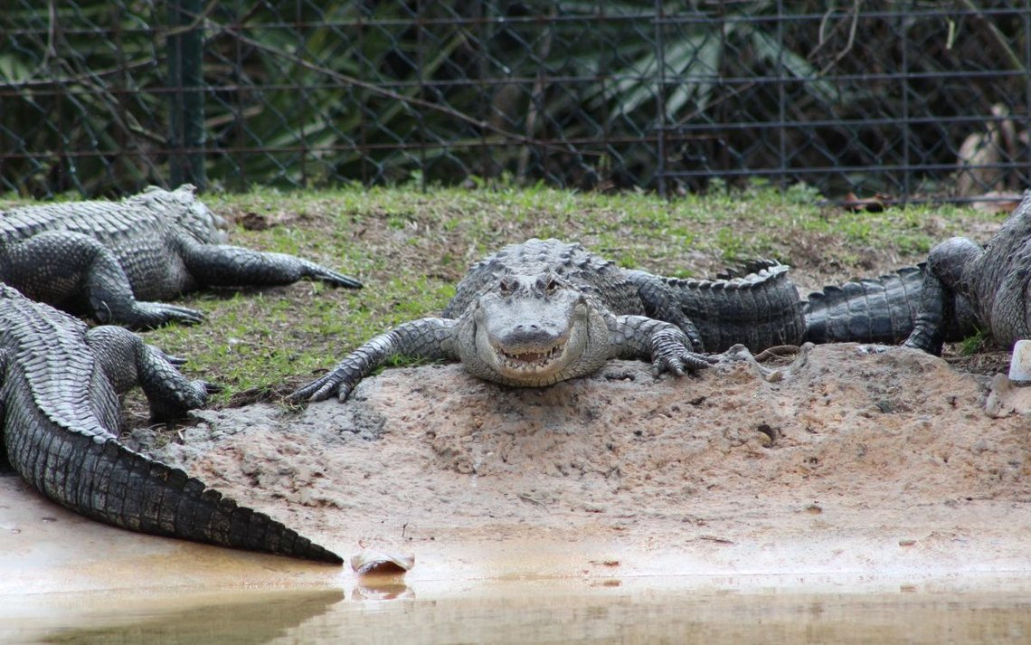 Alligator "stare down" in Florida. Foto: Shutterstock. Alligator "stare down" in Florida. Foto: Shutterstock.