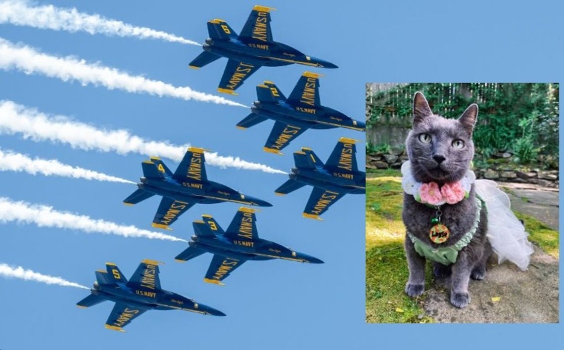 Blue Angels 1 til 6 i diamantformasjon flyr ned og til høyre. Flyr ved Point Mugu Naval Base. Ventura, California, 17. mars 2023. Foto: Shutterstock. Innsatt foto fra X: Katten Layla, angivelig drept av Blue Angels. Blue Angels 1 til 6 i diamantformasjon flyr ned og til høyre. Flyr ved Point Mugu Naval Base. Ventura, California, 17. mars 2023. Foto: Shutterstock. Innsatt foto fra X: Katten Layla, angivelig drept av Blue Angels.