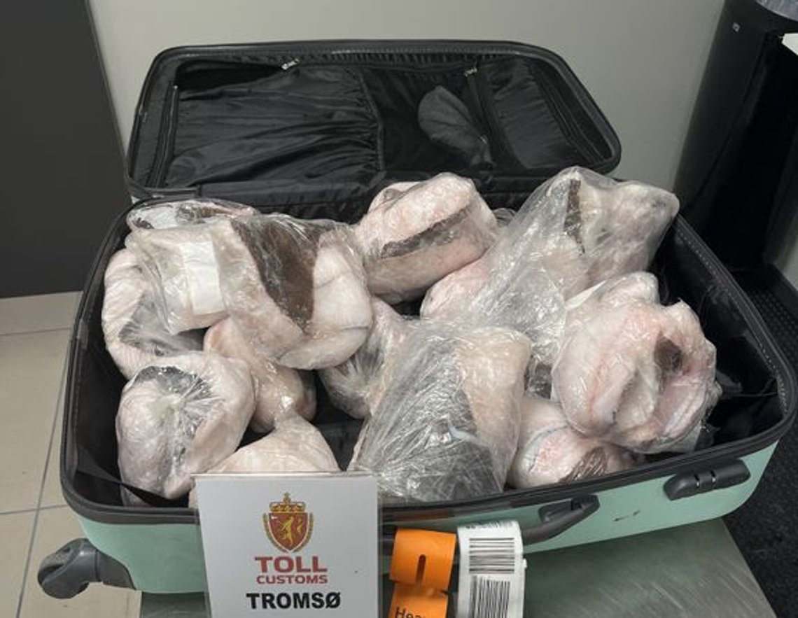 Oslo 20250122.
I år har Tolletaten gjort flere beslag av fisk, som her på Tromsø flyplass i juni.
Handout. Bildet inngår i NTBs tilbud til abonnenter på nyhetsfoto. Bildet skal kun benyttes i forbindelse med angitt sak.
Foto: Tolletaten / handout / NTB Oslo 20250122.
I år har Tolletaten gjort flere beslag av fisk, som her på Tromsø flyplass i juni.
Handout. Bildet inngår i NTBs tilbud til abonnenter på nyhetsfoto. Bildet skal kun benyttes i forbindelse med angitt sak.
Foto: Tolletaten / handout / NTB