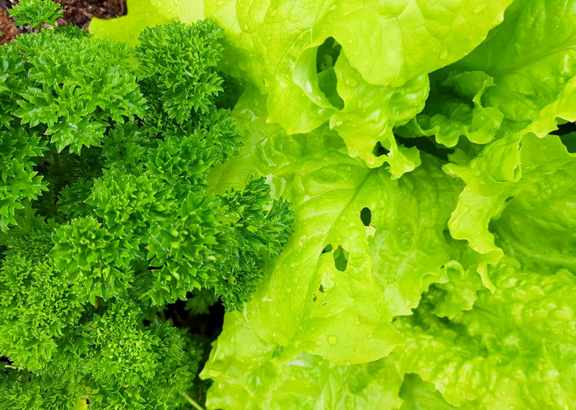Persille og salat. Foto: Bente Haarstad Persille og salat. Foto: Bente Haarstad