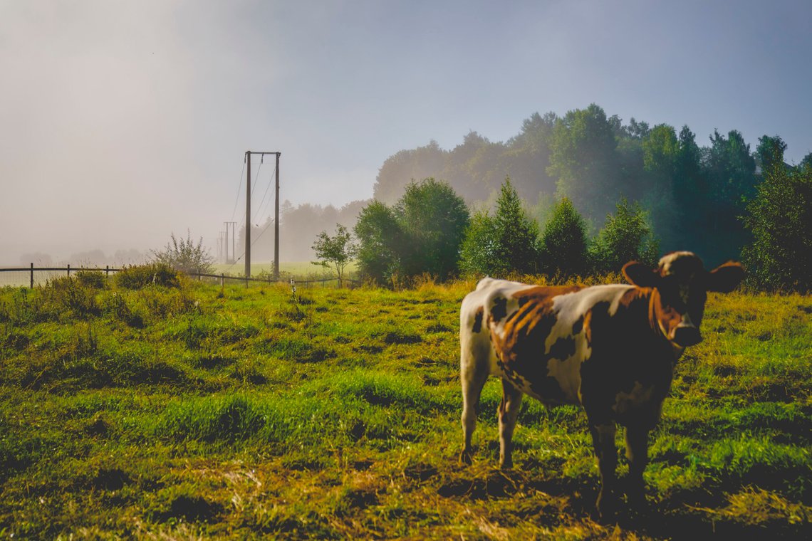 Storfe gresser ved en kraftledning ved Hvam. Prisene på strøm på Østlandet onsdag kveld komme opp i tre kroner per kWh Mye tyder på at strømprisen vil forbli høy i lang tid. Foto: Stian Lysberg Solum / NTB Storfe gresser ved en kraftledning ved Hvam. Prisene på strøm på Østlandet onsdag kveld komme opp i tre kroner per kWh Mye tyder på at strømprisen vil forbli høy i lang tid. Foto: Stian Lysberg Solum / NTB