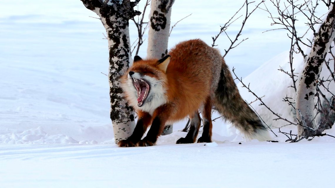 Rev på snø og is klarer seg fint uten vaksine. Foto: Statsskog Rev på snø og is klarer seg fint uten vaksine. Foto: Statsskog