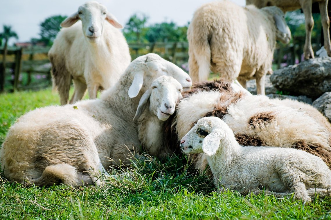 Bilde fra Pixabay. Bilde fra Pixabay.