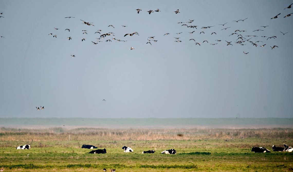 Vadehavet nasjonalpark ved Danmarks grense mot Tyskland. Foto: Claus Fisker / Ritzau Scanpix / NTB. Vadehavet nasjonalpark ved Danmarks grense mot Tyskland. Foto: Claus Fisker / Ritzau Scanpix / NTB.