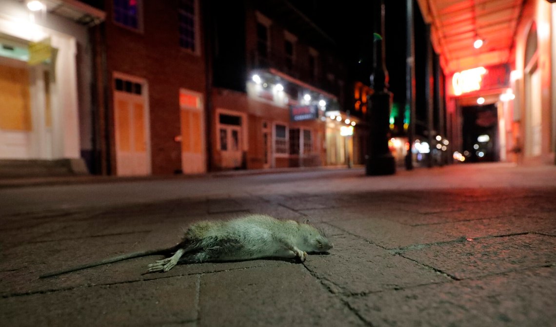 En død gnager ligger på fortauet i en øde Bourbon Street i New Orleans den 23. mars 2020. Foto: Gerald Herbert / AP / NTB. En død gnager ligger på fortauet i en øde Bourbon Street i New Orleans den 23. mars 2020. Foto: Gerald Herbert / AP / NTB.