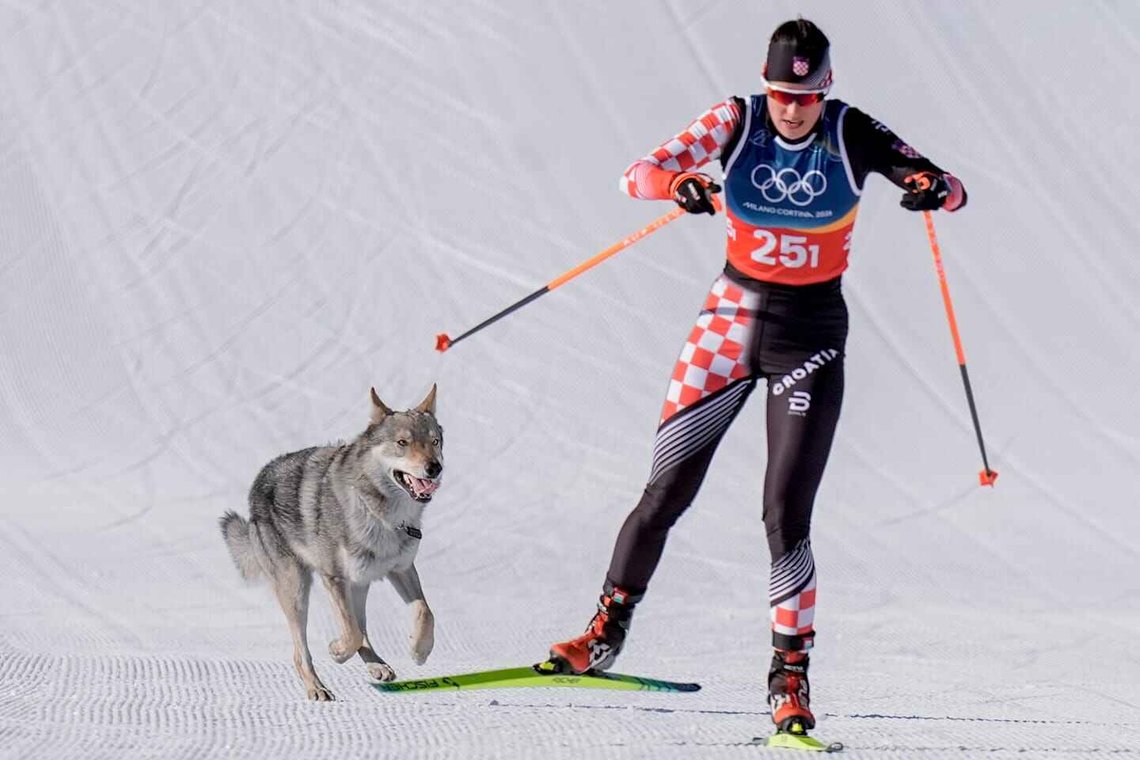 Nazgul er en to år gammel tsjekkoslovakisk ulvehund som synes lagsprint er kult. Foto: Terje Pedersen / NTB Nazgul er en to år gammel tsjekkoslovakisk ulvehund som synes lagsprint er kult. Foto: Terje Pedersen / NTB