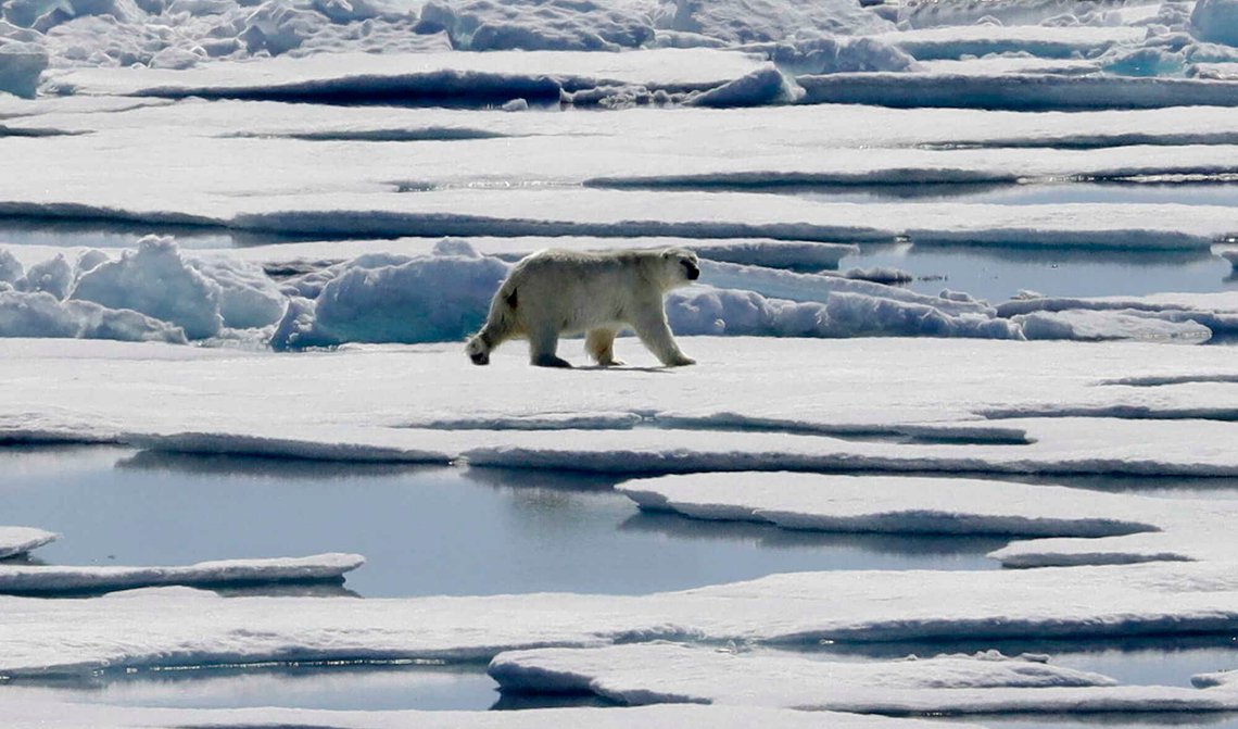 En isbjørn går på flytende havis i Victoria-stredet i det canadiske polararkipelet den 21. juli 2017. Foto: David Goldman / AP / NTB. En isbjørn går på flytende havis i Victoria-stredet i det canadiske polararkipelet den 21. juli 2017. Foto: David Goldman / AP / NTB.