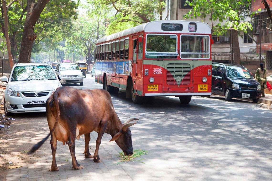 Storby-ku. Man treffer på kuer overalt i India. Denne møtte vi i utkanten av Mumbai. Foto: Arnt Jensvoll Storby-ku. Man treffer på kuer overalt i India. Denne møtte vi i utkanten av Mumbai. Foto: Arnt Jensvoll