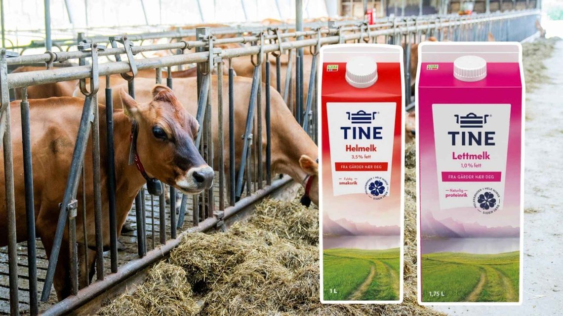 KRAFTIG SMELL: TINE går på et kraftig omdømmefall etter metanhemmer-striden. Foto: Fredrik Varfjell / NTB KRAFTIG SMELL: TINE går på et kraftig omdømmefall etter metanhemmer-striden. Foto: Fredrik Varfjell / NTB