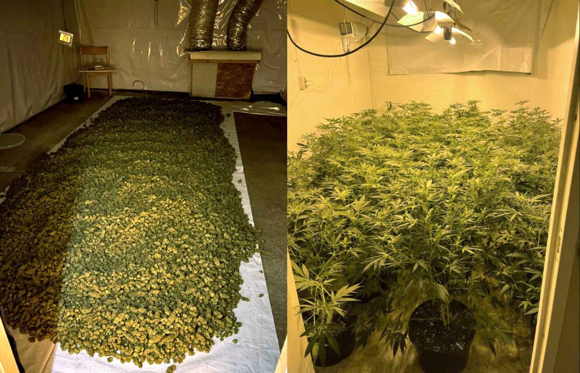Stallen og låven på en gård på Osterøy ble isolert og seksjonert i mindre rom, der det ble dyrket hundrevis av cannabisplanter. 40 kilo tørket marihuana ble også funnet. (Foto: Politiet) Stallen og låven på en gård på Osterøy ble isolert og seksjonert i mindre rom, der det ble dyrket hundrevis av cannabisplanter. 40 kilo tørket marihuana ble også funnet. (Foto: Politiet)