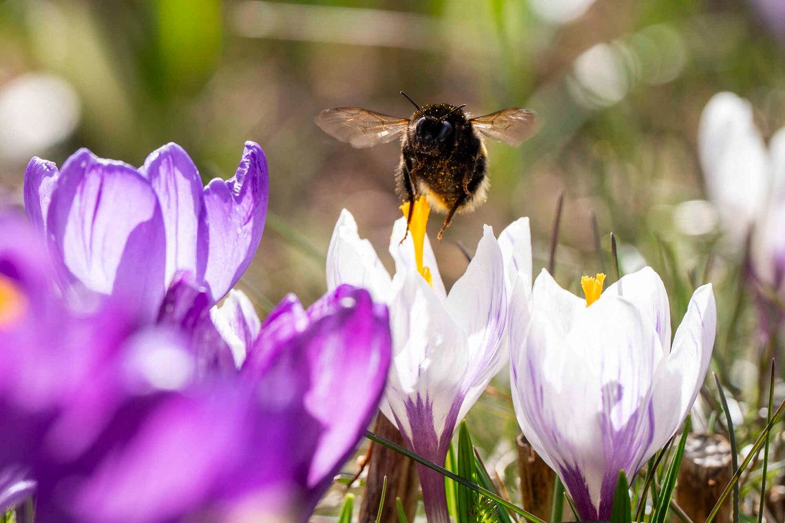En humle samler pollen og nektar i krokusen i en hage i Oslo en solfylt 22. april 2026. Foto: Håkon Mosvold Larsen / NTB. En humle samler pollen og nektar i krokusen i en hage i Oslo en solfylt 22. april 2026. Foto: Håkon Mosvold Larsen / NTB.