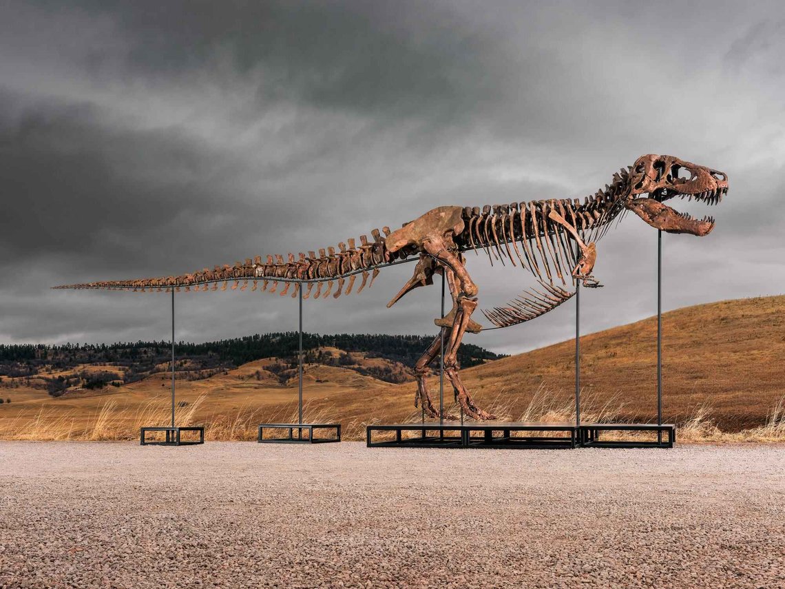 This undated photo provided by Sotheby's on Tuesday, July 14, 2026, shows "Gus," one of the largest and most complete Tyrannosaurus rex specimens ever discovered. (Matthew Sherman/Sotheby's via AP) This undated photo provided by Sotheby's on Tuesday, July 14, 2026, shows "Gus," one of the largest and most complete Tyrannosaurus rex specimens ever discovered. (Matthew Sherman/Sotheby's via AP)