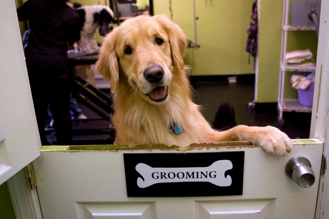 FILE- In this Jan. 6, 2010 file photo, a golden retriever looks over the half door entrance of the grooming room at Happy Paws in Washington. Golden retrievers are the third most popular purebred dog according to the latest American Kennel Club rankings. (AP Photo/Jacquelyn Martin, File) FILE- In this Jan. 6, 2010 file photo, a golden retriever looks over the half door entrance of the grooming room at Happy Paws in Washington. Golden retrievers are the third most popular purebred dog according to the latest American Kennel Club rankings. (AP Photo/Jacquelyn Martin, File)