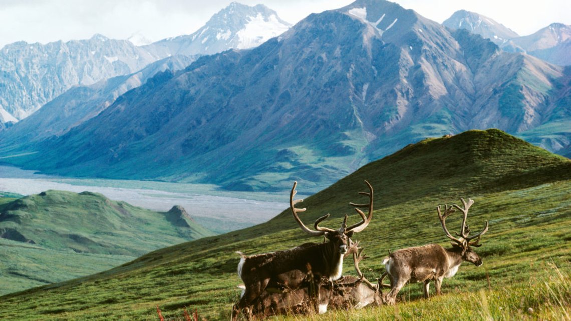 Demokratene ønsker ikke at 3 prosent av området som utgjør Arctic National Wildlife Refuge skal utnyttes for utvinning av olje og gass. Foto: ANWR Demokratene ønsker ikke at 3 prosent av området som utgjør Arctic National Wildlife Refuge skal utnyttes for utvinning av olje og gass. Foto: ANWR