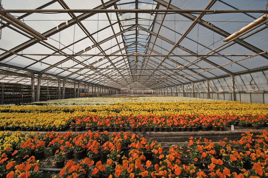 Veksthus produserer alt fra blomster til tomater, og trenger mye oppvarming. Snart blir det forbudt å bruke gass til dette formålet, hvis regjeringen får det som de vil. Foto: Pixabay Veksthus produserer alt fra blomster til tomater, og trenger mye oppvarming. Snart blir det forbudt å bruke gass til dette formålet, hvis regjeringen får det som de vil. Foto: Pixabay