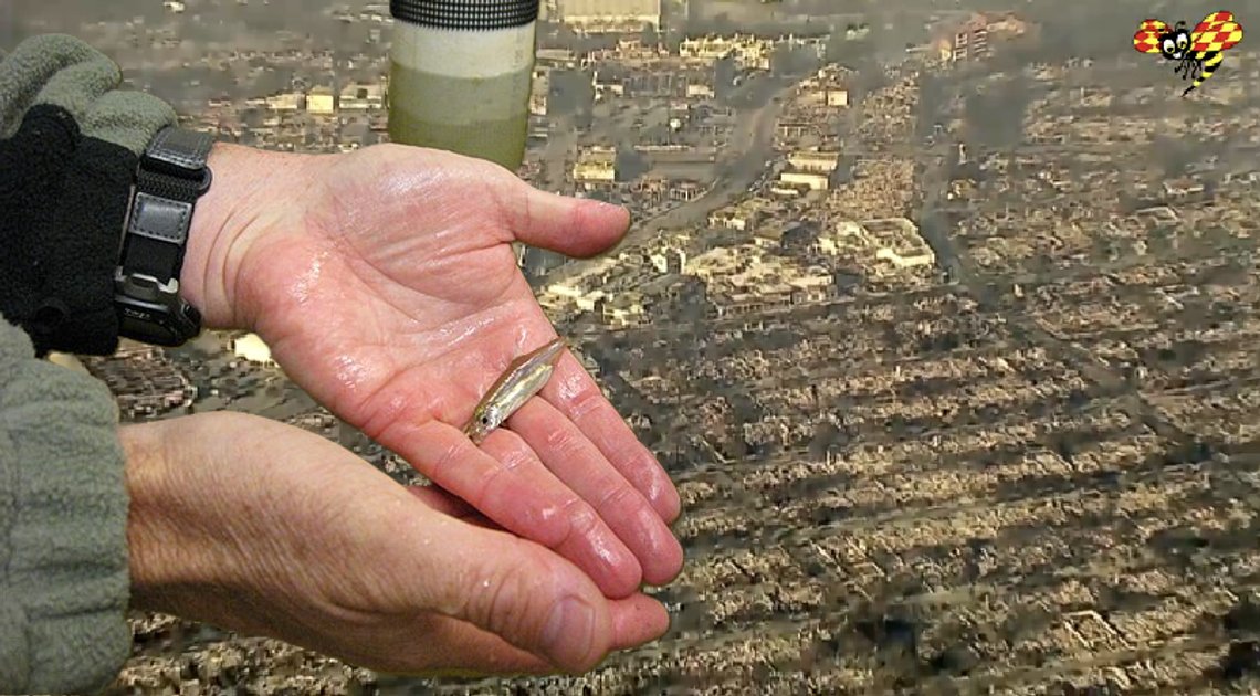 Kaliforniens guvernör prioriterade fiskar framför medborgarna. Bakgrund: Flygfoto visar förödelsen i LA. Skärmdump video Expressen. Infälld bild: Delta smelt. Pacific Southwest Region USFWS / Wikimedia Commons. Kaliforniens guvernör prioriterade fiskar framför medborgarna. Bakgrund: Flygfoto visar förödelsen i LA. Skärmdump video Expressen. Infälld bild: Delta smelt. Pacific Southwest Region USFWS / Wikimedia Commons.