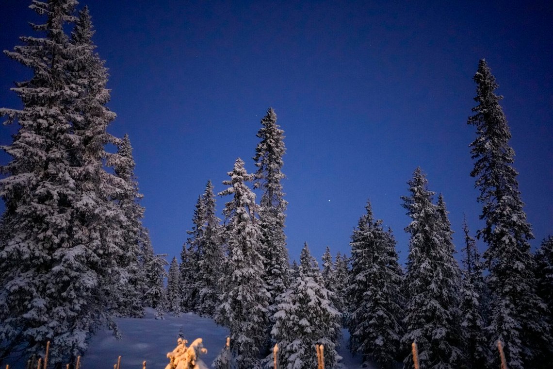Snötäckta träd och kallt väder vid Sjusjøen den 23 december 2024. Foto: Terje Pedersen / NTB Snötäckta träd och kallt väder vid Sjusjøen den 23 december 2024. Foto: Terje Pedersen / NTB