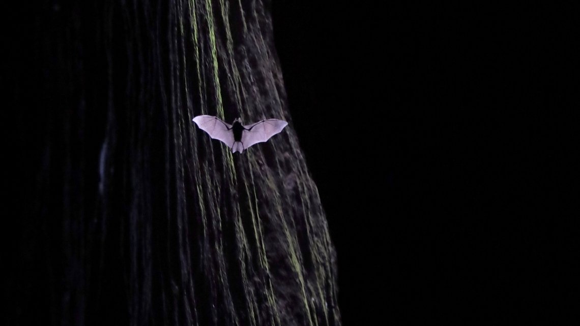 En fladdermus flyger genom en smal spricka i Wuyishan i Fujian-provinsen i östra Kina den 13 augusti 2019. Foto: Ng Han Guan / AP / NTB. En fladdermus flyger genom en smal spricka i Wuyishan i Fujian-provinsen i östra Kina den 13 augusti 2019. Foto: Ng Han Guan / AP / NTB.