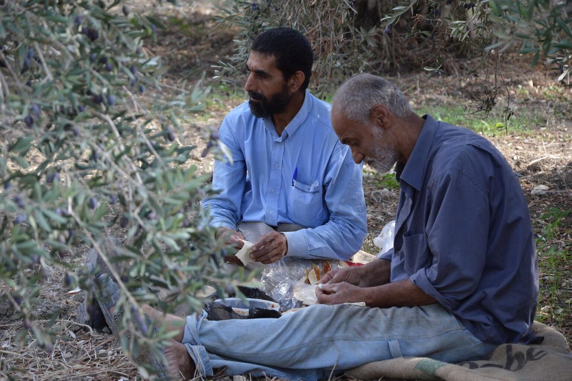 Olivskörd i Syrien. Landet har ont om arbetskraft, men nya arbetare kommer sannolikt inte att bestå av syrier som återvänder från Europa. Foto: Pixabay Olivskörd i Syrien. Landet har ont om arbetskraft, men nya arbetare kommer sannolikt inte att bestå av syrier som återvänder från Europa. Foto: Pixabay