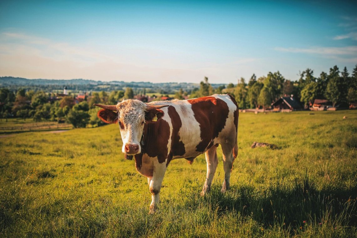 Foto: Pexels Foto: Pexels