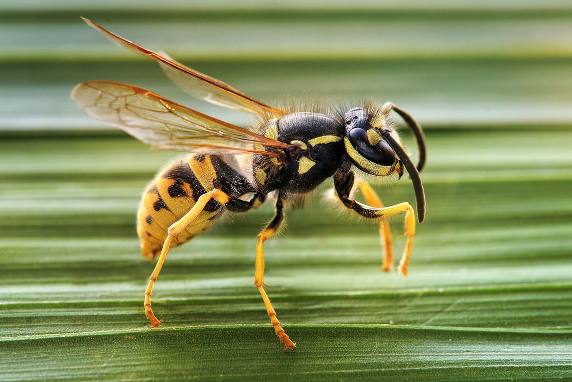Vespula germanica. Foto: Richard Bartz CC BY-SA 2.5 Vespula germanica. Foto: Richard Bartz CC BY-SA 2.5