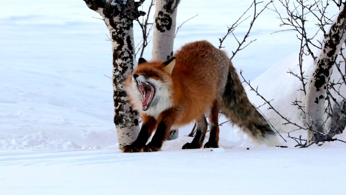 Rävar på snö och is klarar sig bra utan vaccin. Foto: Statsskog Rävar på snö och is klarar sig bra utan vaccin. Foto: Statsskog