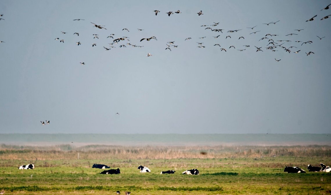 Vadehavets nationalpark på Danmarks gräns mot Tyskland. Foto: Claus Fisker / Ritzau Scanpix / NTB Vadehavets nationalpark på Danmarks gräns mot Tyskland. Foto: Claus Fisker / Ritzau Scanpix / NTB