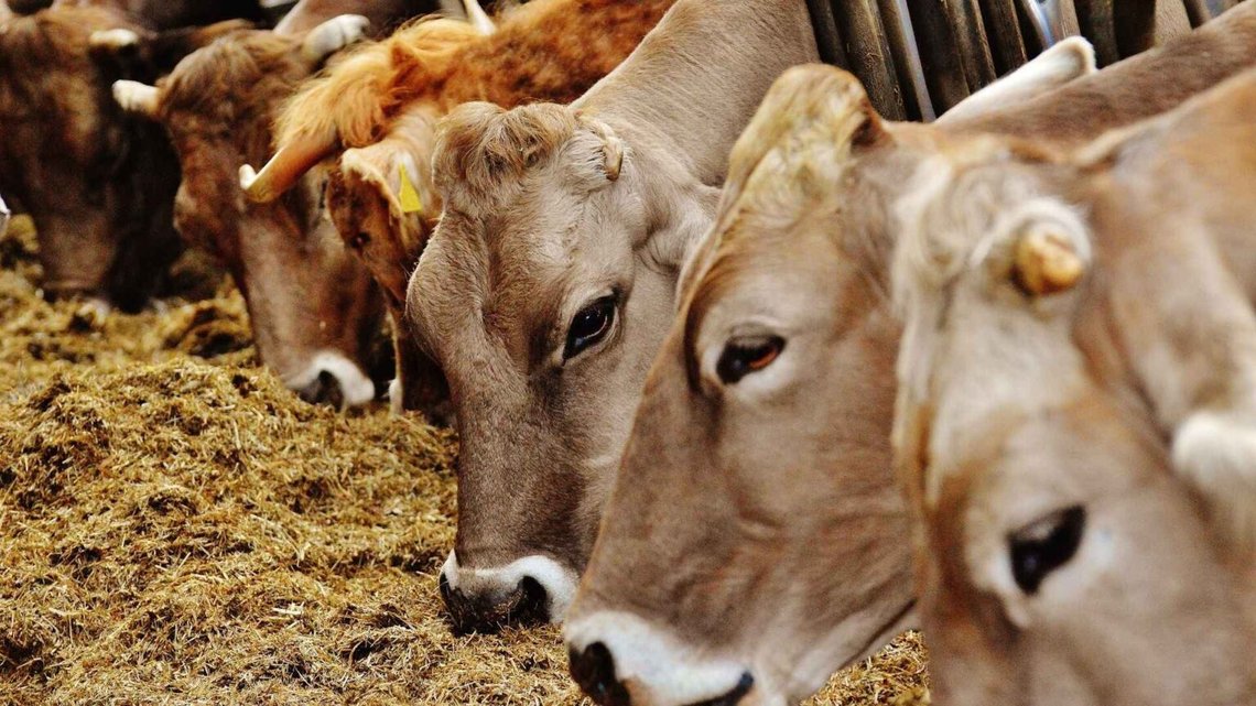 Hela 70 procent av bönderna i en dansk undersökning uppger att deras kor äter mindre och producerar mindre mjölk. Foto: Illustrationsbild Hela 70 procent av bönderna i en dansk undersökning uppger att deras kor äter mindre och producerar mindre mjölk. Foto: Illustrationsbild