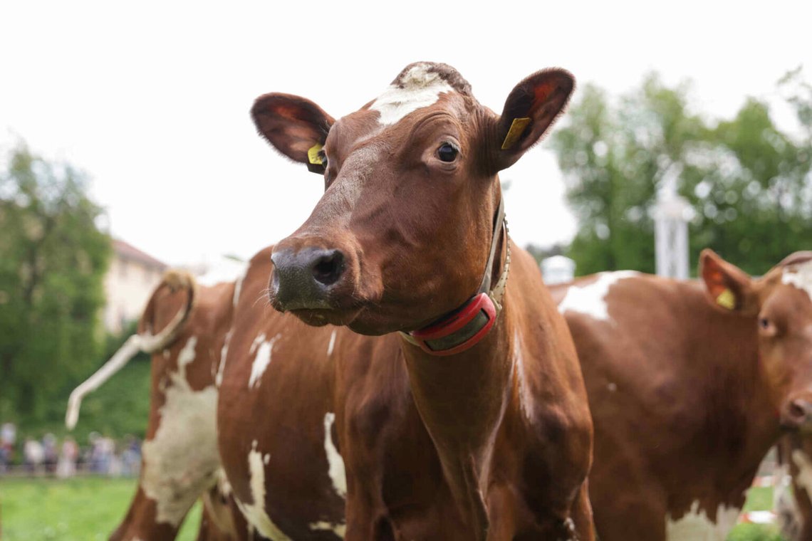Den nya danska studien visar att kombinationen av metanhämmaren Bovaer och rapsbaserat foder kan bilda giftigt avfall i kornas matsmältning. Foto: Amanda Pedersen Giske/ NTB Den nya danska studien visar att kombinationen av metanhämmaren Bovaer och rapsbaserat foder kan bilda giftigt avfall i kornas matsmältning. Foto: Amanda Pedersen Giske/ NTB